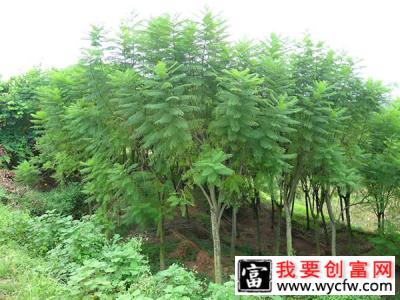 蓝花楹种子可以种植吗？蓝花楹的种子发芽时间