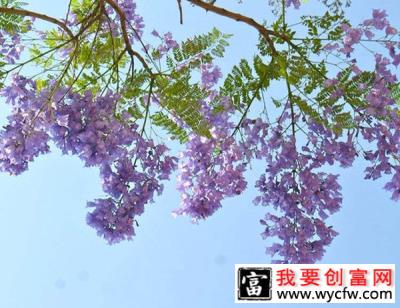 蓝花楹种子可以种植吗？蓝花楹种子怎么种？