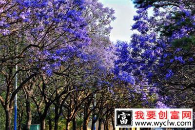 蓝花楹种子可以种植吗？蓝花楹种子怎么种？