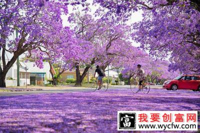 蓝花楹树如何栽培？蓝花楹种植技术