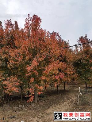 红枫树种子什么时候播种？美国红枫种子种植方法