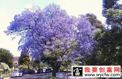 蓝花楹什么时候开？蓝花楹的开花时间