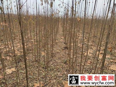 北栾树虫害有哪些？栾树虫害防治方法