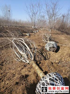 樱花树怎么栽容易成活？樱花栽植的注意事项