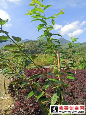 樱花树怎么栽容易成活？樱花栽植的注意事项