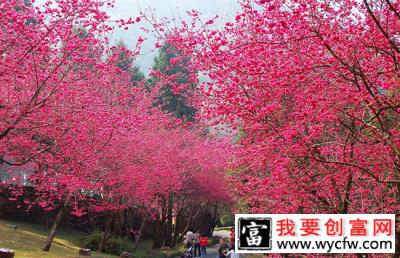 种植樱花怎么管理？樱花栽培及管理技术