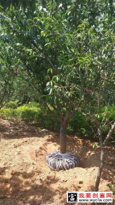 种植樱花怎么管理？樱花栽培及管理技术