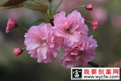 樱花怎么种植？红叶樱花种植技巧