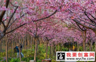 樱花怎么种植？红叶樱花种植技巧