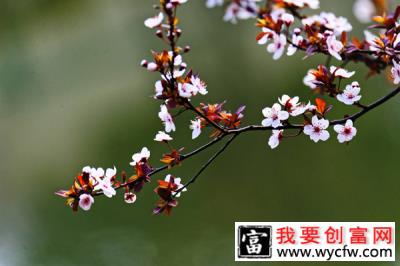 红叶李什么季节栽植好？红叶李栽植要点