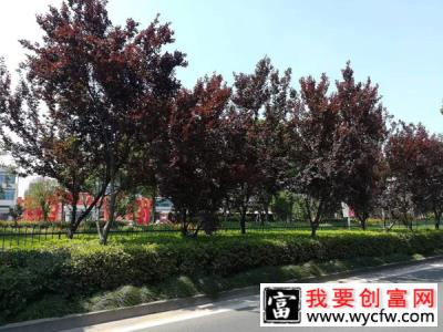 红叶李什么季节栽植好？红叶李栽植要点