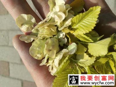 金叶榆种子能种植吗？金叶榆种植与管理技术