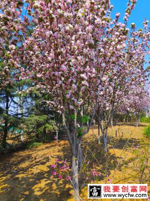 紫叶矮樱如何种植？紫叶矮樱种植时间密度