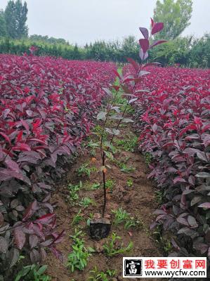 紫叶矮樱怎么种植？紫叶矮樱种植方法