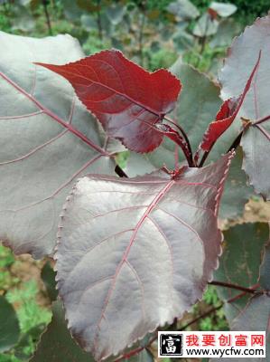 红叶杨树怎么种植？红叶杨种植技术