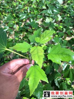 日本红枫怎么种植？日本红枫种植技术