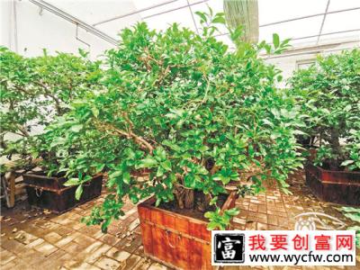 北京盆栽古桩桂花修剪技术初探