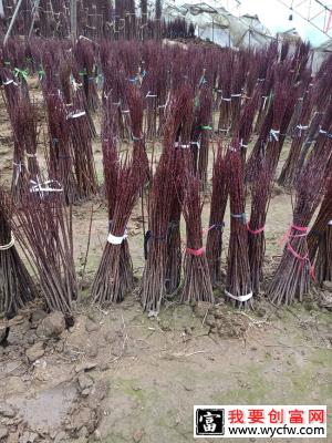 日本红枫种植前景如何？哪种红枫树最有投资前景？