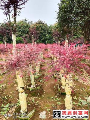 日本红枫种植前景如何？哪种红枫树最有投资前景？