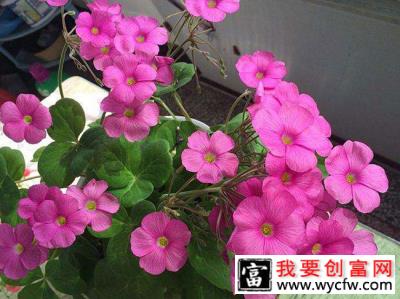 9月养这些花，快速开花花期长