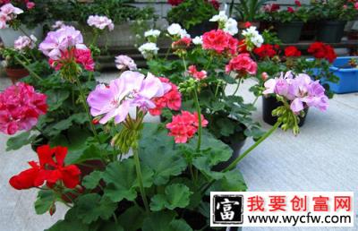 9月养这些花，快速开花花期长