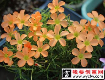 9月养这些花，快速开花花期长