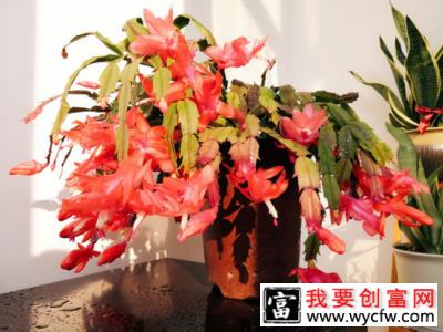 9月养这些花，快速开花花期长