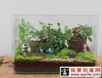 微景观生态瓶怎么养？微景观植物养护方法