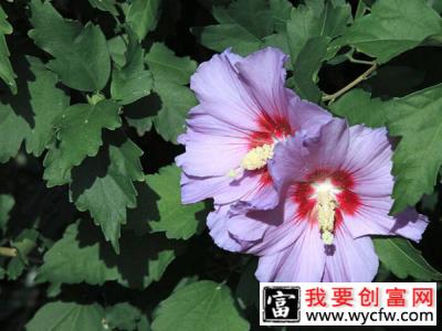 木槿花怎么养？盆栽木槿花的养殖方法