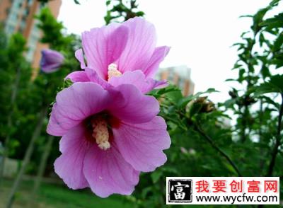 木槿花叶枯病怎么治疗？