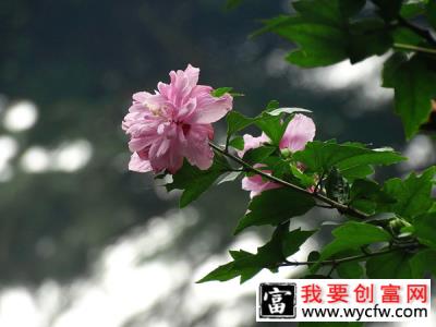 木槿花叶枯病怎么治疗？