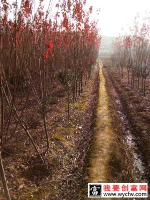 红叶李怎么种植长得快？红叶李养护管理措施