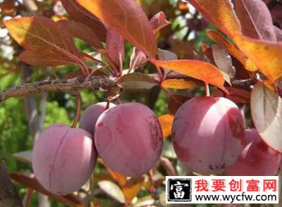 红叶李种植应注意什么？红叶李种植时间及管理