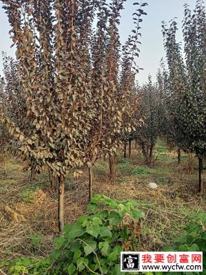 红叶李什么时候移植好？红叶李的移栽方法