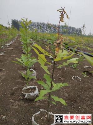 娜塔栎种植前景如何？娜塔栎种植方法