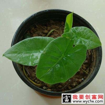 合果芋毒性大吗？合果芋作用与危害