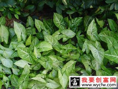 合果芋毒性大吗？合果芋作用与危害