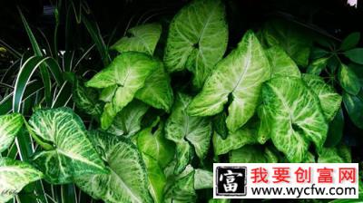 合果芋会开花吗？粉色合果芋的养殖方法