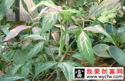 合果芋会开花吗？粉色合果芋的养殖方法