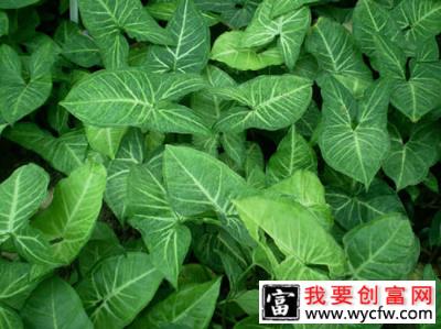 白蝴蝶合果芋怎么养?合果芋的养殖方法