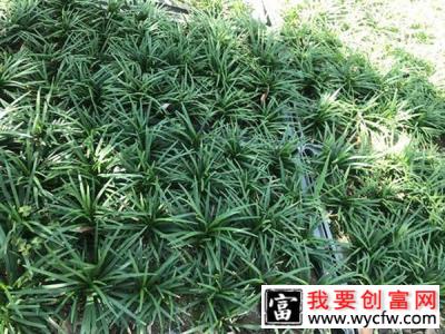 玉龙草草籽怎么播种？玉龙草种子播种方法