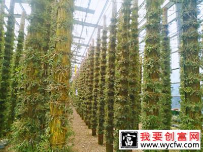 铁皮石斛如何种植？铁皮石斛种植技术