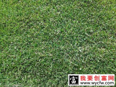 高羊茅草夏天会死吗？高羊茅夏天可以种吗？