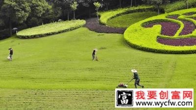 高羊茅适合庭院种植吗？怎样种植高羊茅？