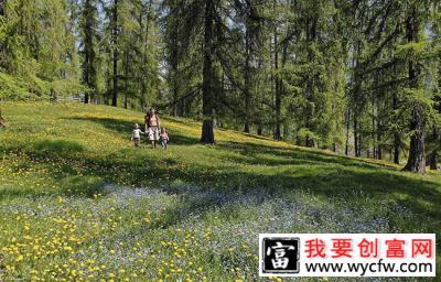 高羊茅适合新疆种植吗？高羊茅适宜种植范围