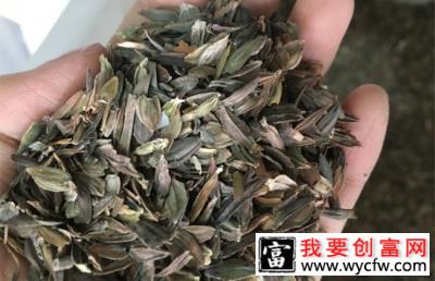 高羊茅种子几月种植？高羊茅种植时间和方法