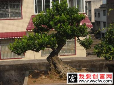 黄杨盆景用什么土种植好？黄杨盆景土配制方法