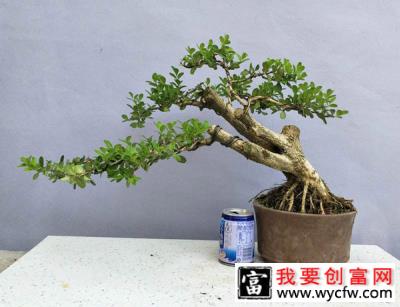 小叶黄杨盆景怎样制作？盆栽小叶黄杨的种植方法