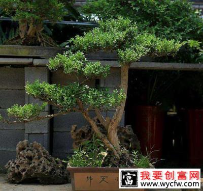 小叶黄杨盆景怎样制作？盆栽小叶黄杨的种植方法