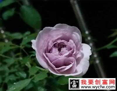 蓝色阴雨月季的养护方法